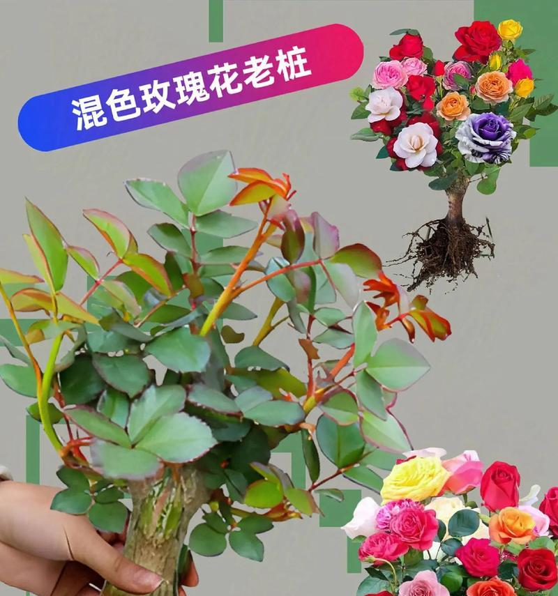 小玫瑰的养殖方法是什么？如何保持其花朵鲜艳？