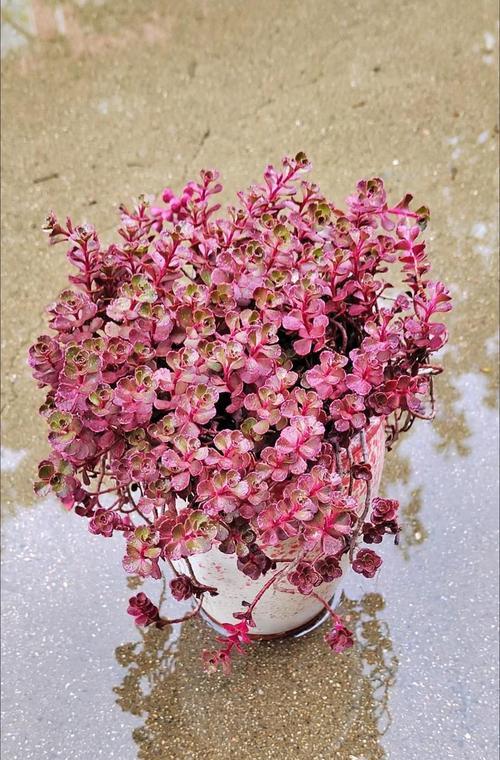 小玫瑰的养殖方法是什么？如何保持其花朵鲜艳？