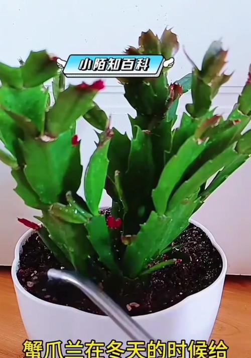 蟹爪兰修剪的最佳时机和方法是什么？