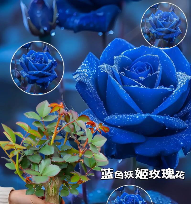蓝色簪花的花语代表了什么？