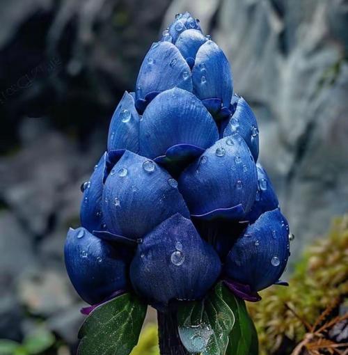 蓝色簪花的花语代表了什么？