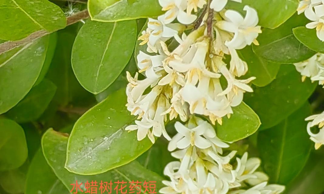 树木对环境有哪些益处？如何选择合适的树种？