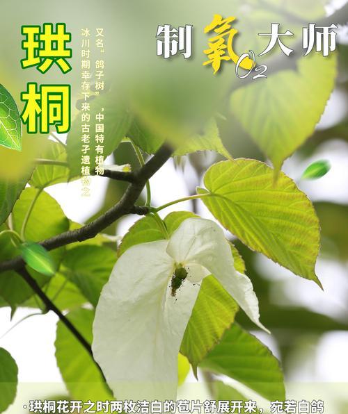 树木对环境有哪些益处？如何选择合适的树种？