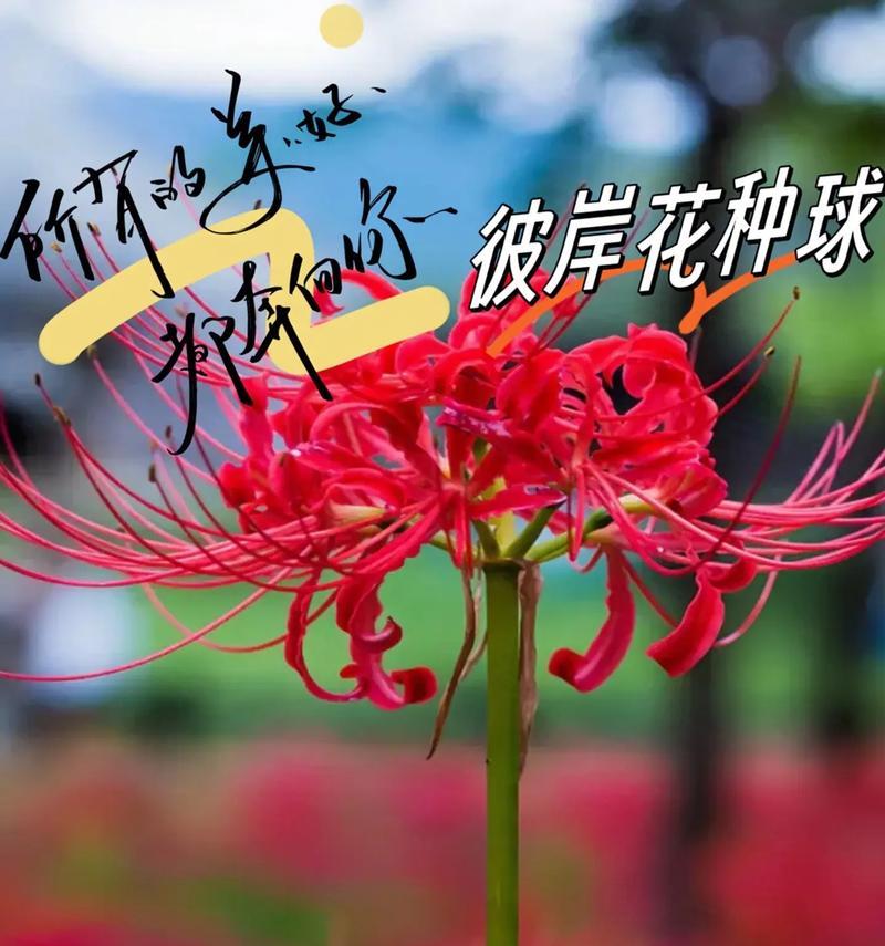 哪种花的花语寓意着亲人的归来？