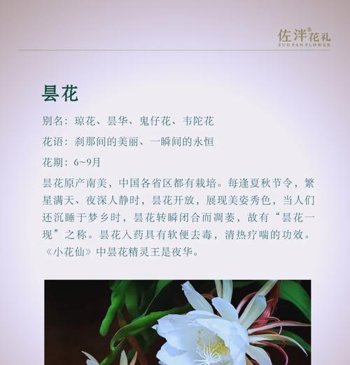 昙花如何扦插？扦插成功的关键步骤是什么？