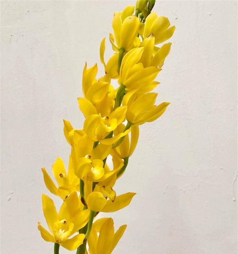 蕙兰的花语和寓意是什么？它通常象征着什么？