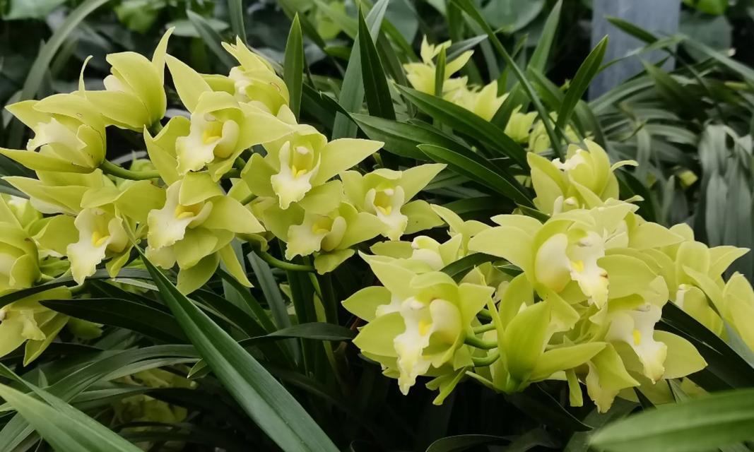 蕙兰的花语和寓意是什么？它通常象征着什么？