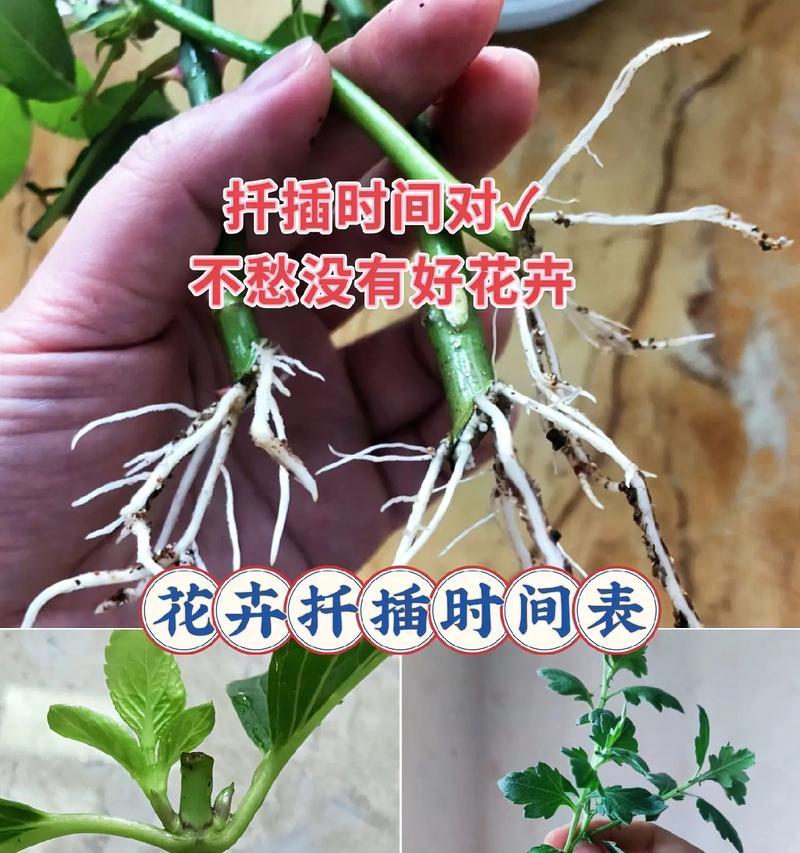 绿萝扦插的最佳季节是什么时候？