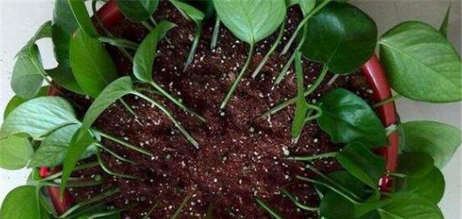绿萝扦插的最佳季节是什么时候？