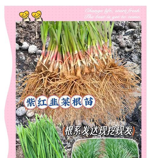 韭菜的种植步骤是什么？怎样才能让韭菜长得更茂盛？