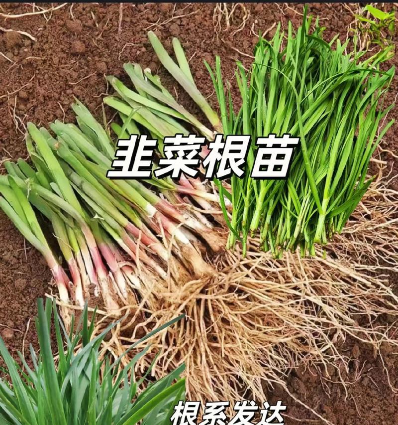 韭菜的种植步骤是什么？怎样才能让韭菜长得更茂盛？