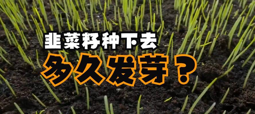 韭菜的种植步骤是什么？怎样才能让韭菜长得更茂盛？