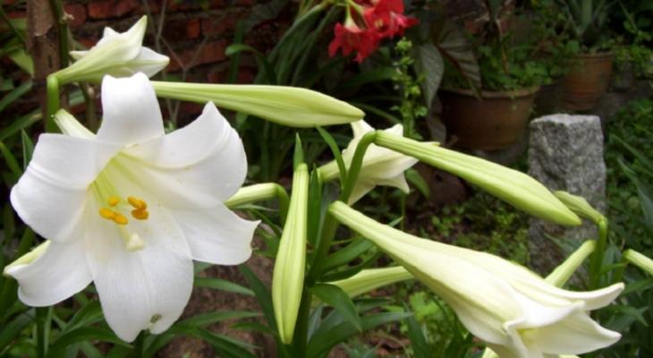 洒脱的百合花语是什么？葱花有什么花语吗？