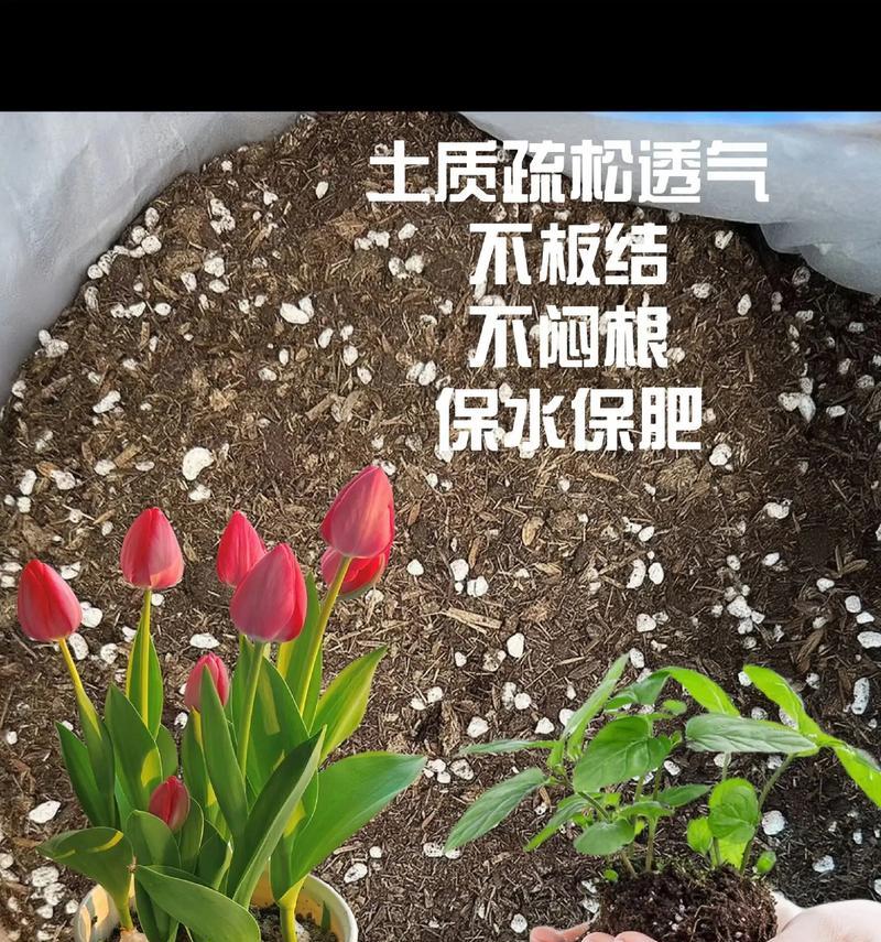 盆景种植适合使用哪种土壤？
