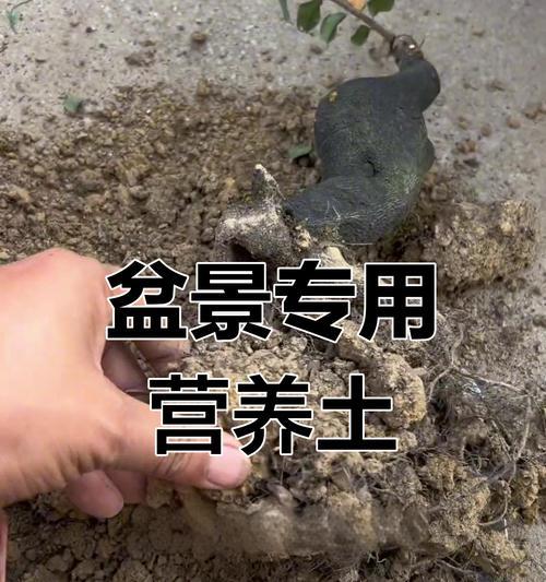 盆景种植适合使用哪种土壤？