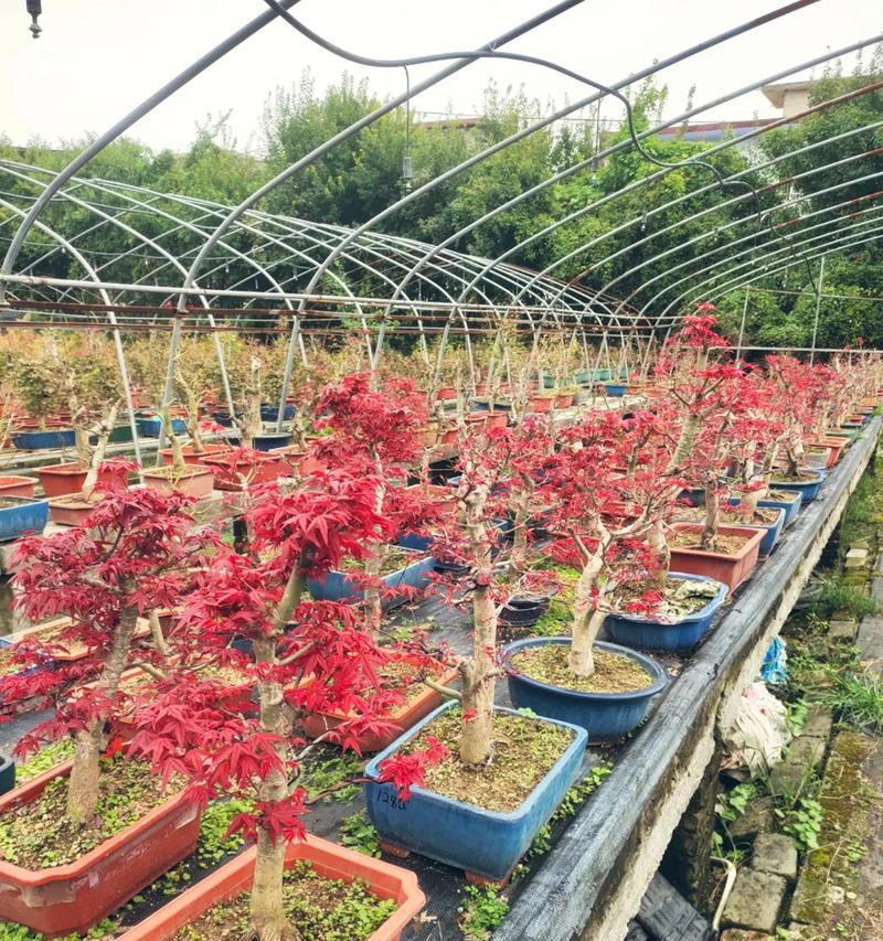 黏豆包的花语是什么？它有什么特别的含义吗？