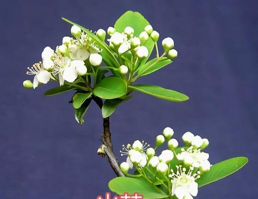 张家口的市花是什么？它的特点和象征意义是什么？
