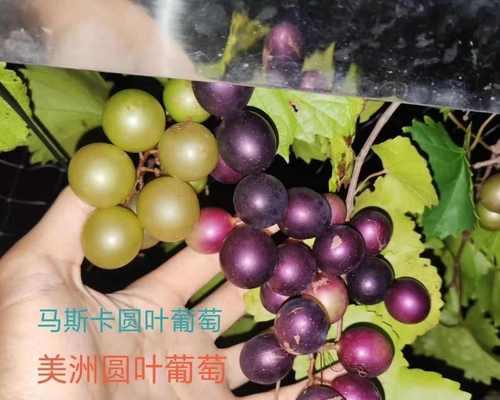 葡萄盆栽果实数量如何控制？