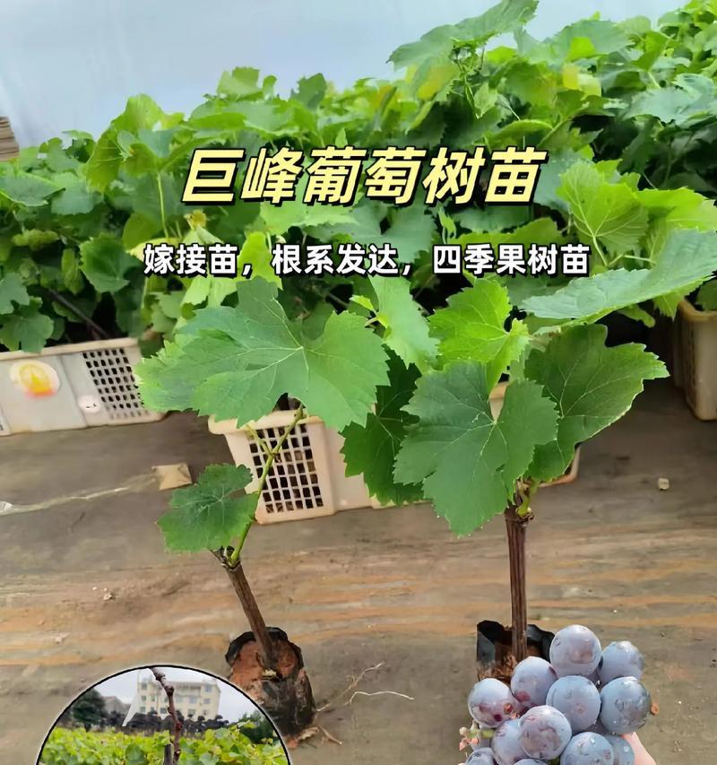 葡萄盆栽果实数量如何控制？