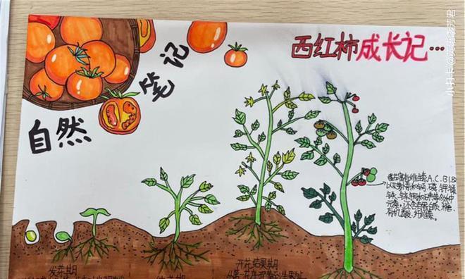 秋天种植植物有哪些注意事项？