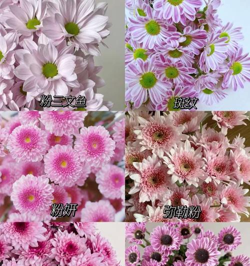 雏菊花水养的花期有多长？如何延长雏菊花的开花时间？