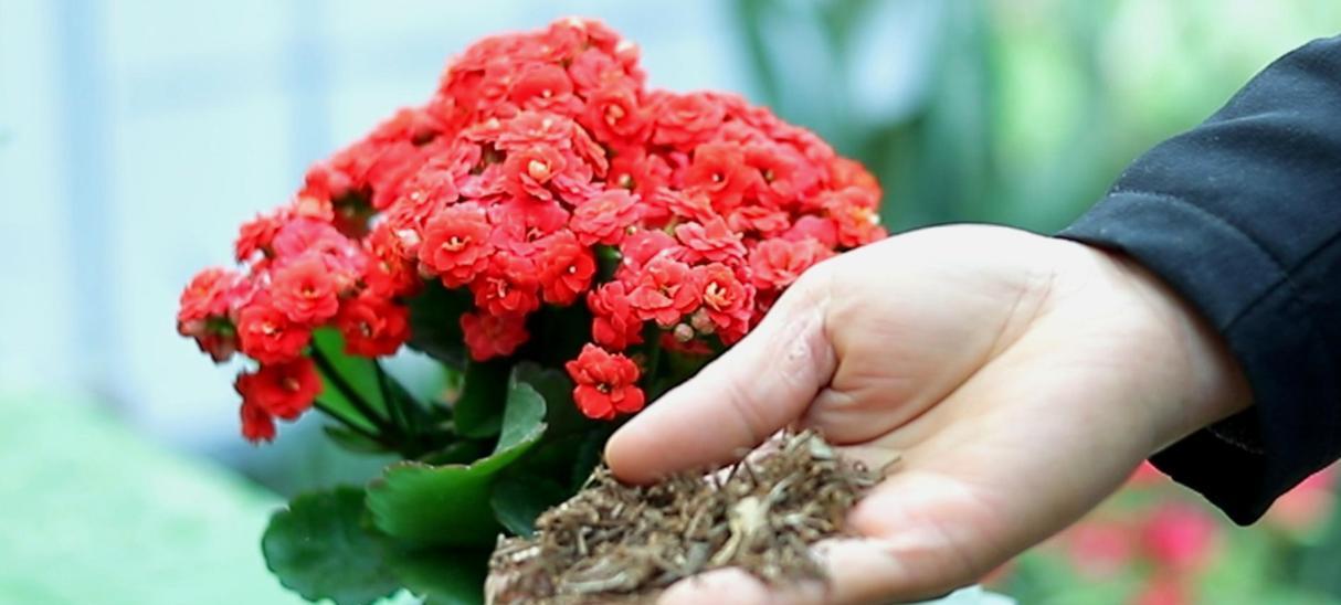 花怎么养才不死？哪些养护技巧能提高存活率？