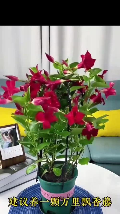 花怎么养才不死？哪些养护技巧能提高存活率？