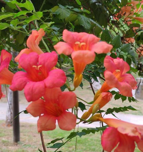 秋季种植哪些花卉最为适宜？