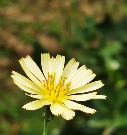 清菊的花语是什么意思？它象征着什么？