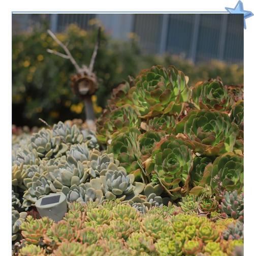 多肉植物发芽后需要什么特别照顾？浇水频率是多少？