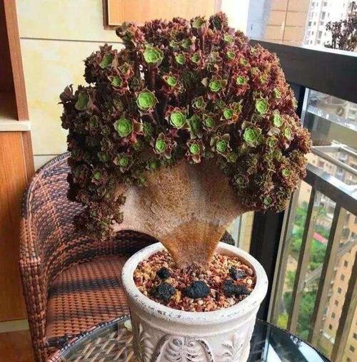 多肉植物发芽后需要什么特别照顾？浇水频率是多少？