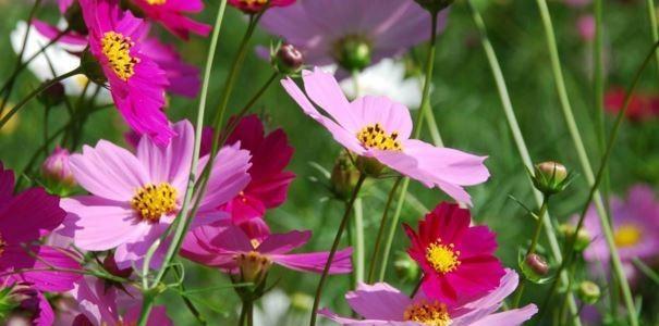 花语溪岸代表什么？