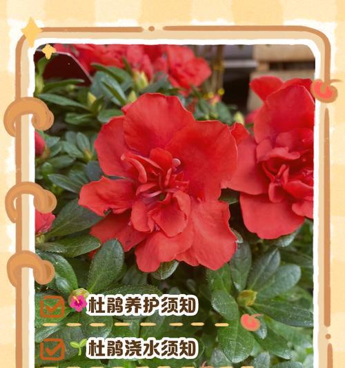 花叶发黄掉叶的原因是什么？如何预防和处理？