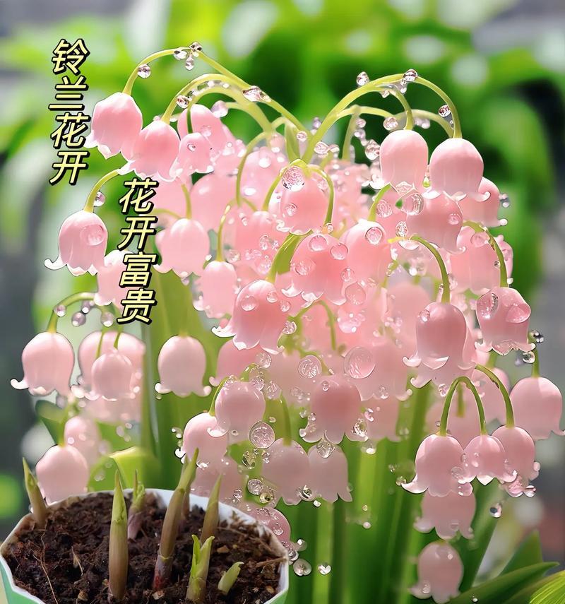 拥有随意花语的花名是什么？这种花的花语有哪些可能？
