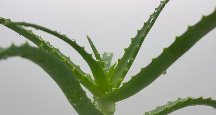 芦荟栽种后多久可以开始浇水？