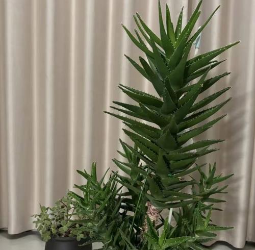 芦荟栽种后多久可以开始浇水？