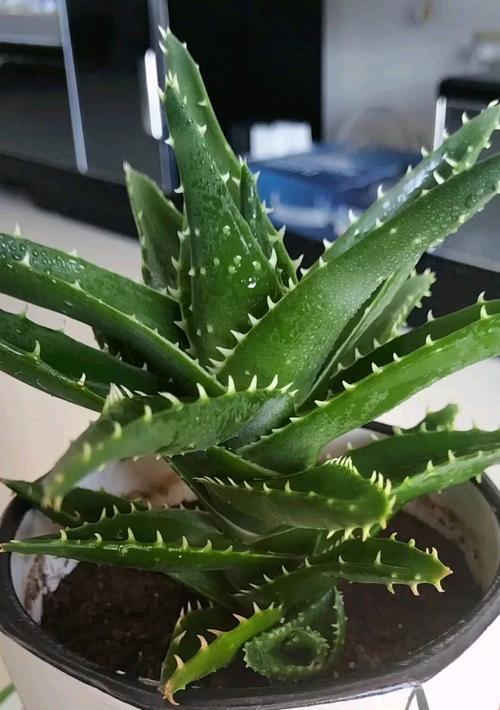 芦荟栽种后多久可以开始浇水？