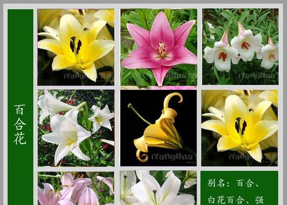拥有随意花语的花名是什么？这种花的花语有哪些可能？