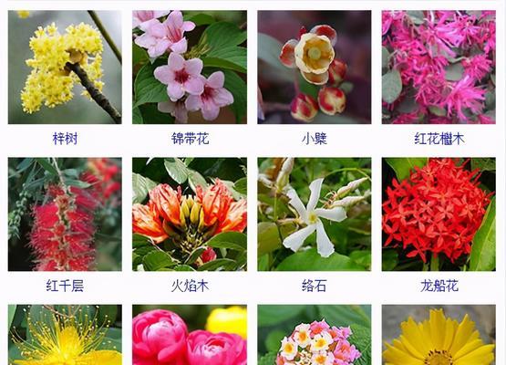 拥有随意花语的花名是什么？这种花的花语有哪些可能？