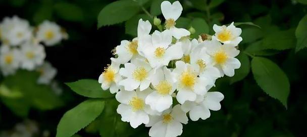 荼靡花的花语寓意是什么？它代表了哪些情感？