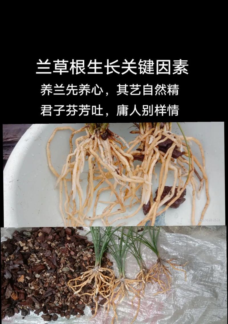 兰草土怎么配？适合兰花生长的土壤配方是什么？