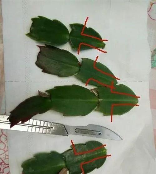 蟹爪兰嫁接的最佳选择是什么？如何提高成功率？