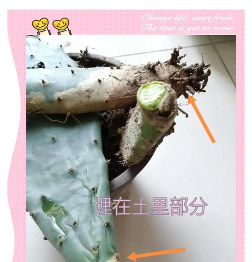 蟹爪兰嫁接的最佳选择是什么？如何提高成功率？