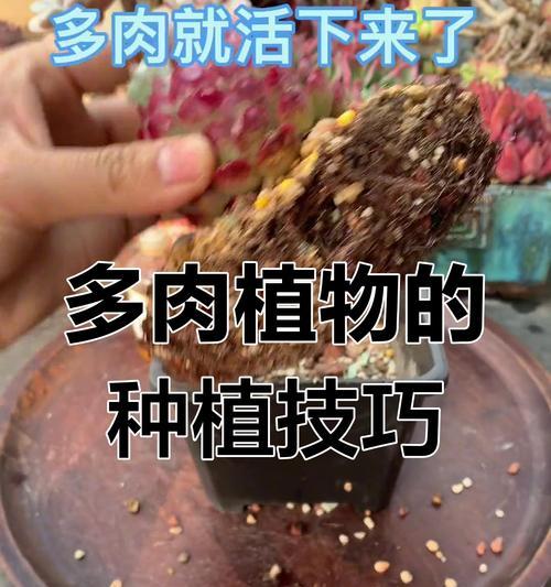 肉肉植物繁殖的正确步骤是什么？