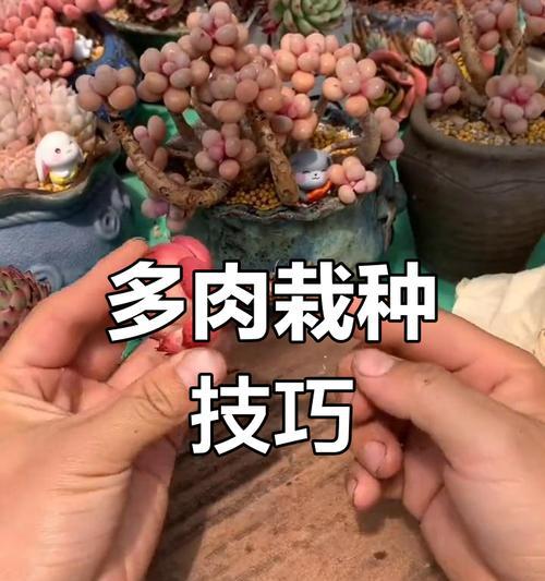 肉肉植物繁殖的正确步骤是什么？