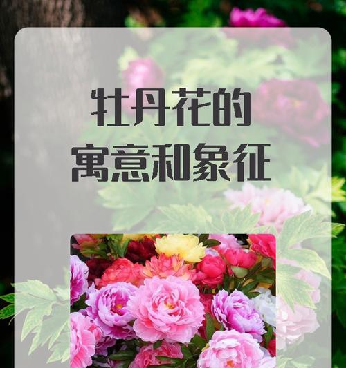 马面裙牡丹花的寓意是什么？它象征着什么？