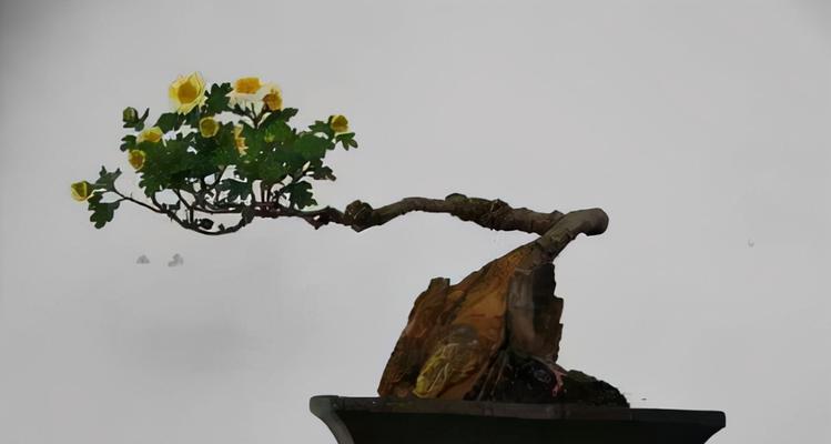 银杏树盆景的养护管理技巧是什么？银杏树盆景如何修剪？