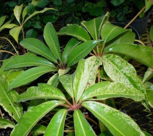 伞科植物种类有哪些？伞科植物的养护要点是什么？
