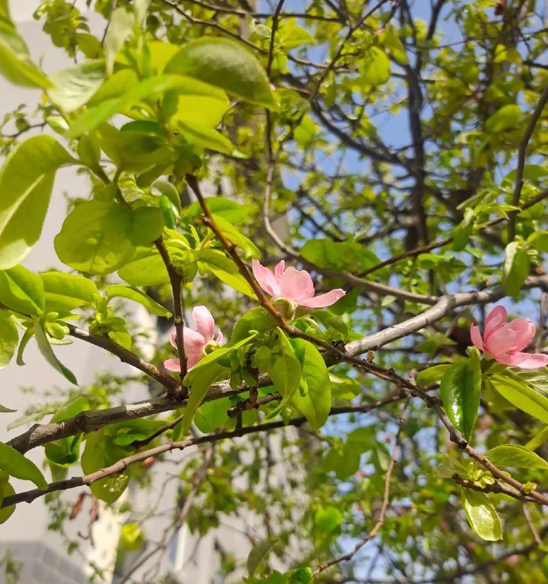 愿赌服输的花语是哪种花？