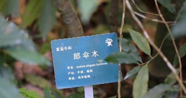 伞科植物种类有哪些？伞科植物的养护要点是什么？